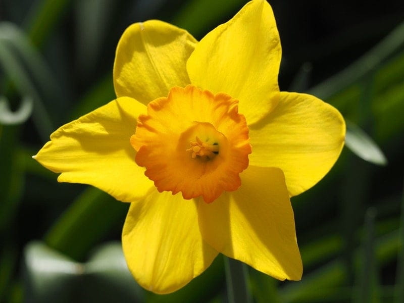 File:Yellow Flower Edit 2.jpg - Wikipedia