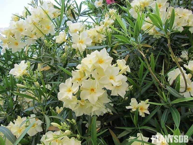 File:Yellow oleander (Cascabela thevetia) flower.jpg - Wikimedia Commons