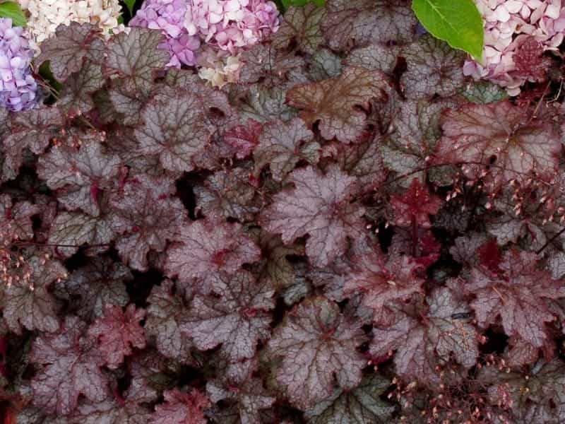Fire Chief Heuchera Plants for Sale (Coral Bells) - Free Shipping