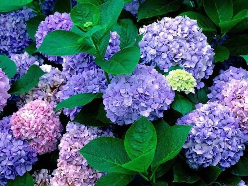 Fire and Ice Hydrangea - Evergreen nursery, Plants, Flowering shrubs