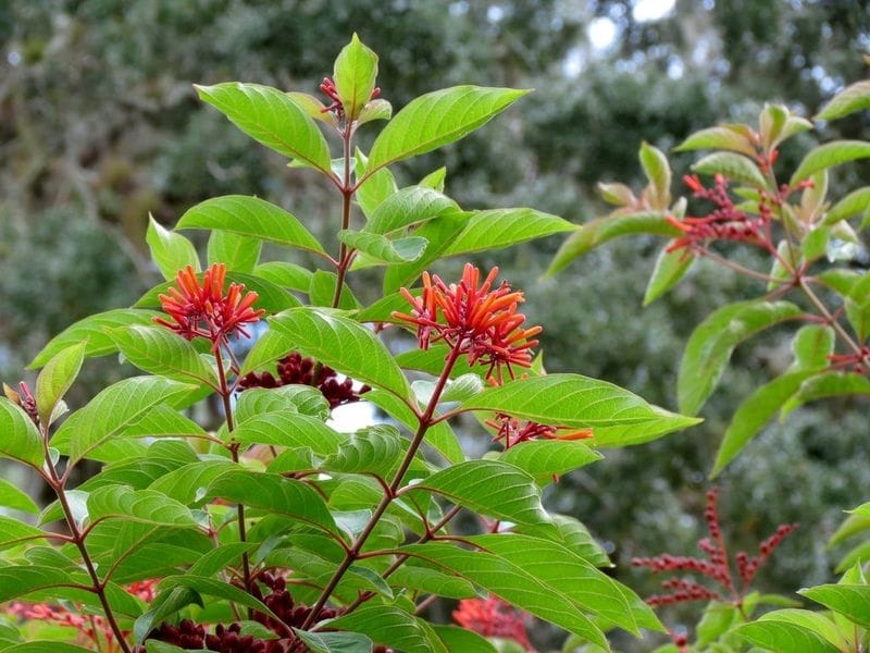 Firebush, Scarlet Bush - HGTV