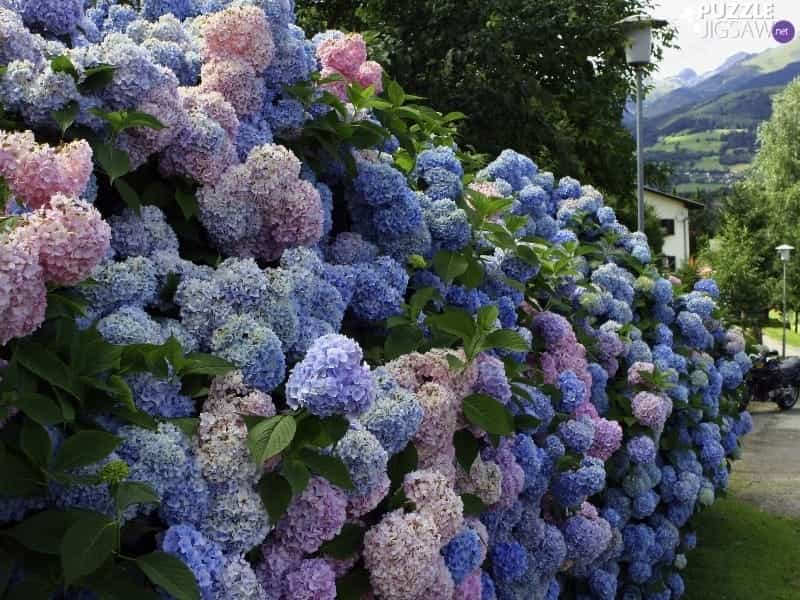 Firelight Hydrangea turning dark red - Hydrangea garden, Hydrangea, Cool  plants