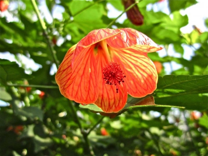 Flower Flowering Maple Abutilion - Free photo on Pixabay