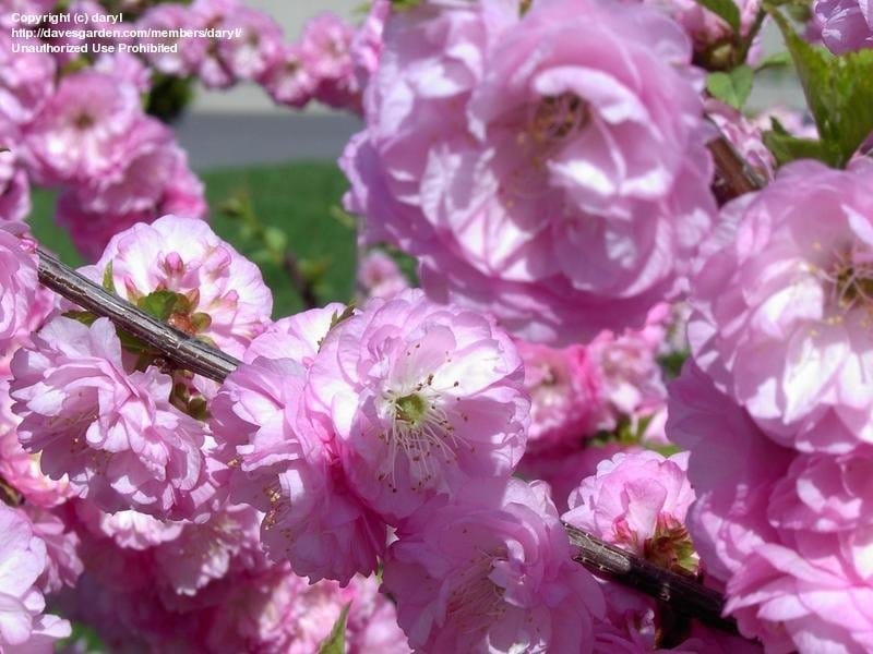 Flower Of A Dwarf Flowering Almond Tree, Prunus Glandulosa Stock Photo,  Picture And Royalty Free Image. Image 149965473.