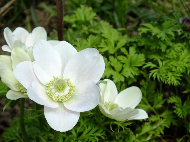Flower Of The Month Anemones — Liaisons De Fleurs