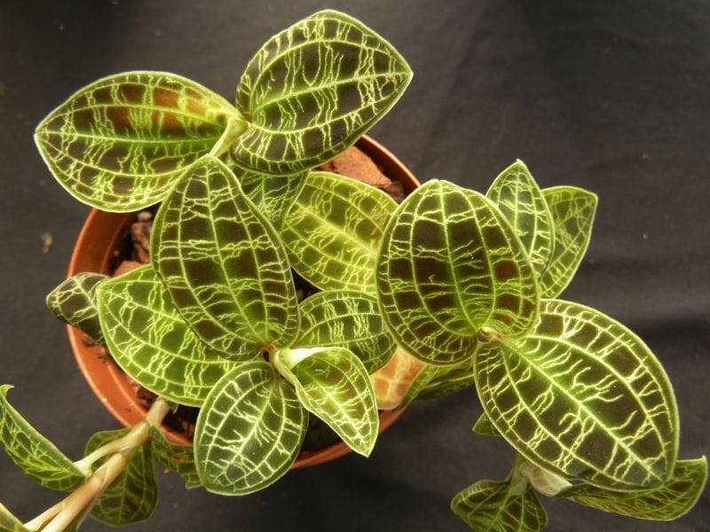 FlowerPotNursery Black Jewel Orchid Ludisia discolor 4\