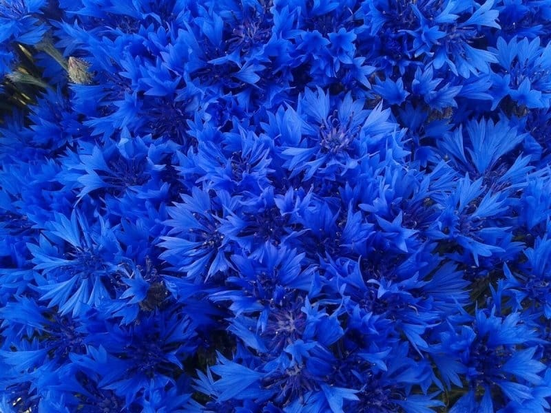 Flower, Cornflower, Blue Boy #9031 - Cochrane Family Farm