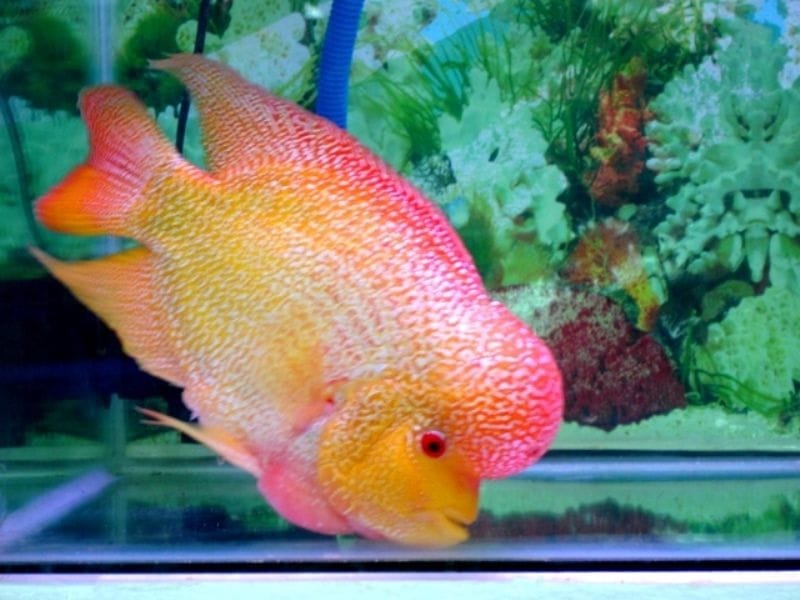 Flowerhorn Cichlid Fish In Fish Tank Stock Photo, Picture And Royalty Free  Image. Image 65422219.