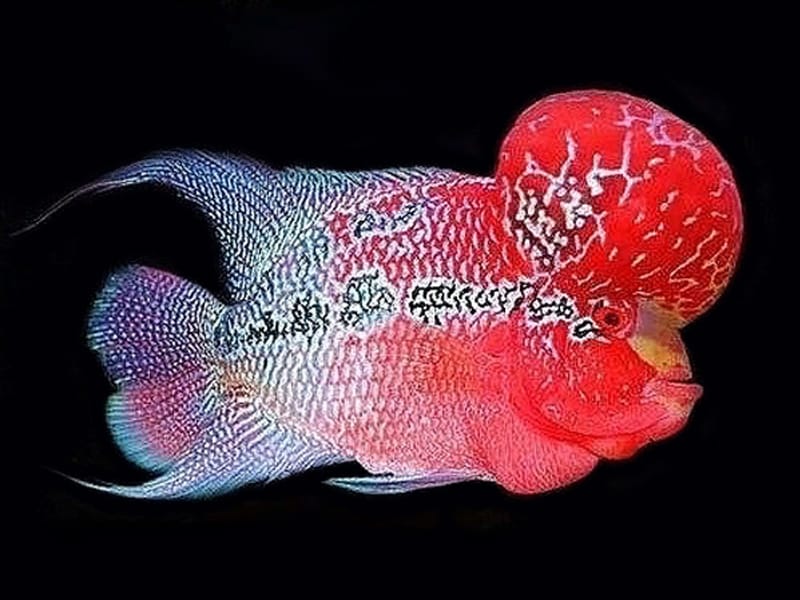 Flowerhorn Fish Aquarium Fish Flower Horn Fish Flowerhorn Cichlid Fish on  White Background this Has Clipping Path Stock Photo - Image of hybrid,  face: 176200008