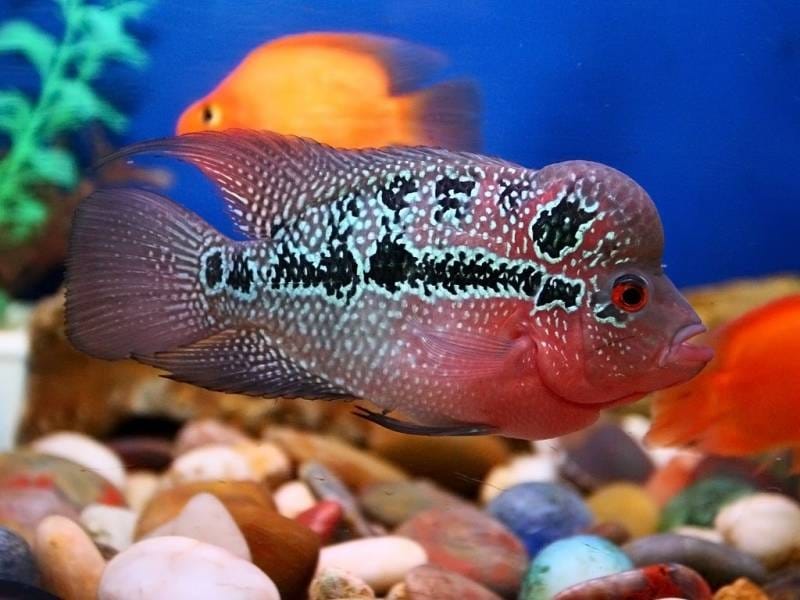 Flowerhorn Fish Stock Photo, Picture And Royalty Free Image. Image 33564031.