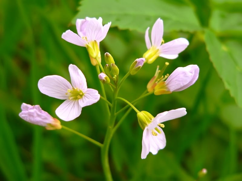 Flowering Cuckoo Flower Or Lady's Smock (Cardamine Pratensis) Isolated  Against A White Stock Photo, Picture And Royalty Free Image. Image 23115480.