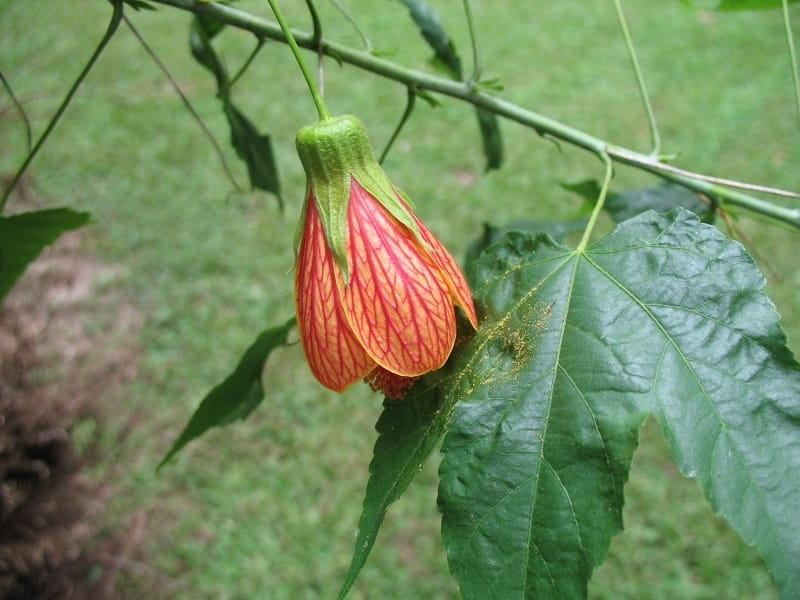 Flowering Maple - Blooms For Beginners: These Houseplants Basically Take  Care of Themselves - POPSUGAR Home Photo 29