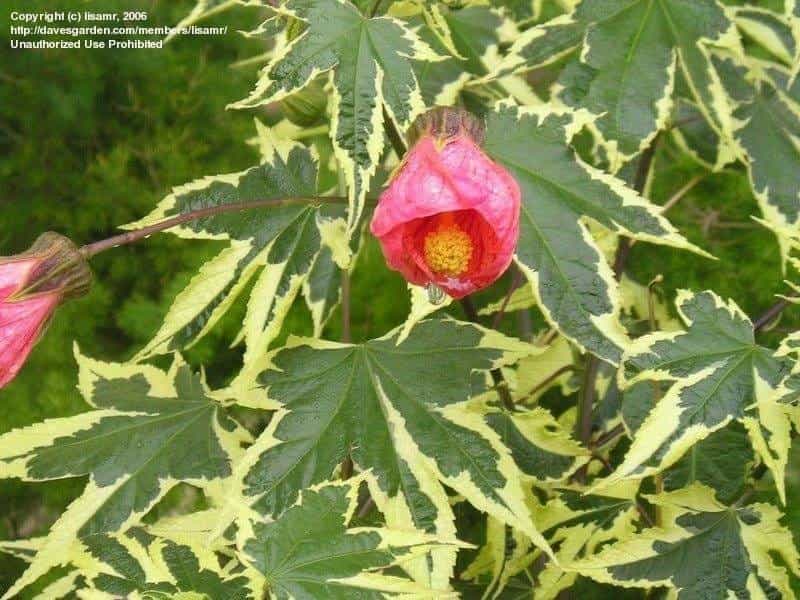 Flowering Maple 20 Seeds - Abutilon - Tropical - Hirt's Gardens