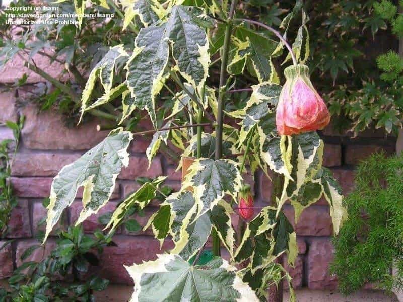 Flowering Maple,Indian Mallow. Abutilon Chinese Bell Flower, Chinese  Lantern Mallow (Abutilon sp) flowers Stock Photo - Alamy