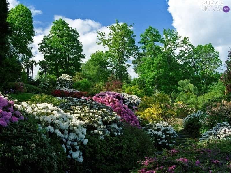 Flowering Shrubs {Garden} - Wendys Hat - Planting flowers, Garden shrubs, Flowering  shrubs
