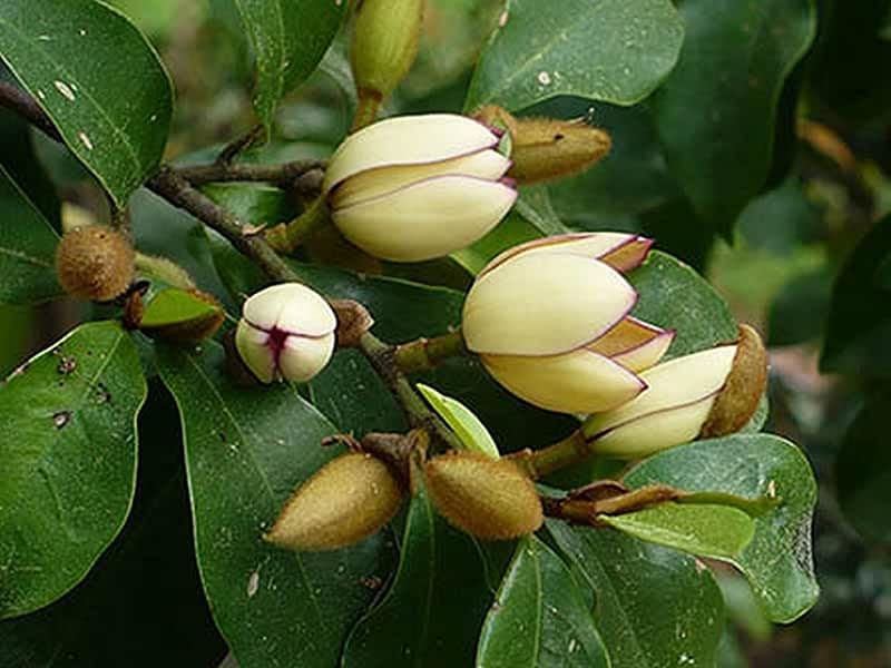 Flower of Banana Shrub, Port Wine Magnolia or Michelia Figo Stock Image -  Image of freshness, bloom: 192755359