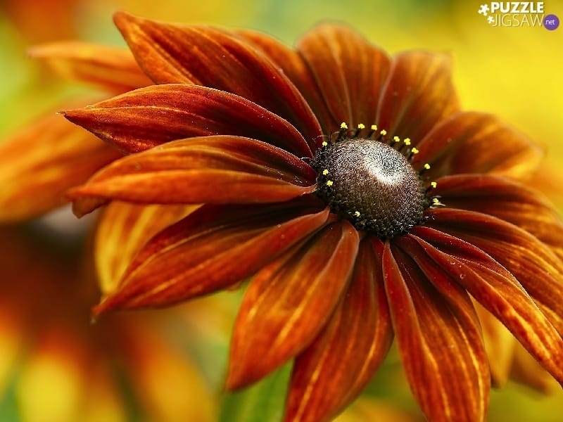 Flowers 🌺 on Twitter - Brown aesthetic, Aesthetic colors, Beige aesthetic