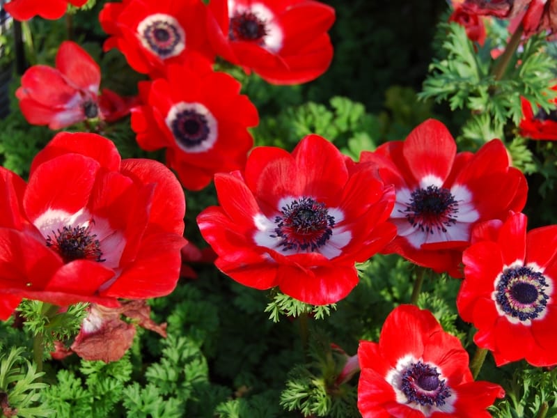 Flowers A to Z: The Anemone - Anemone flower, Bulb flowers, Spring flowers