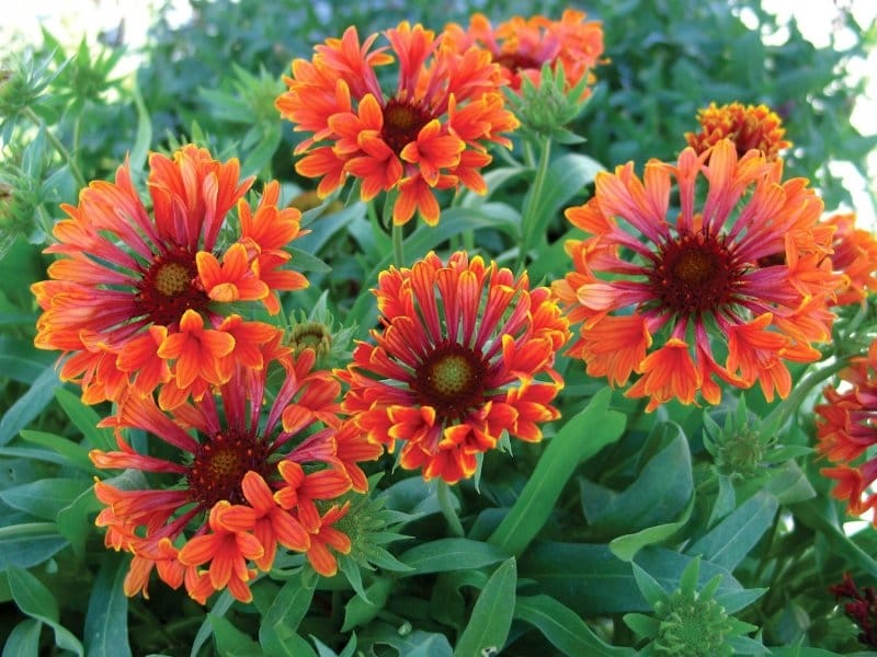 Flowers Of A Gayllardiya Of Hybrid (Gaillardia X Hybrida) Stock Photo,  Picture And Royalty Free Image. Image 82344580.