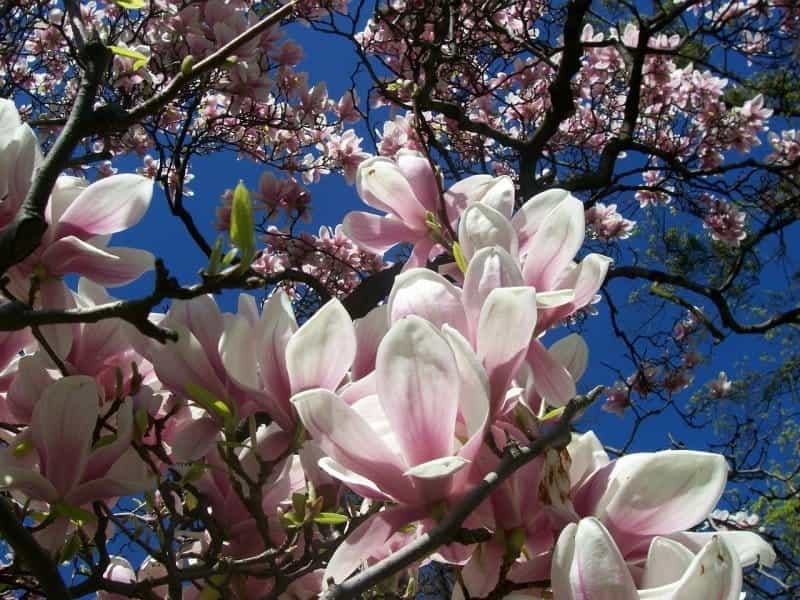 Flowers Of Magnolias Closeup In The Spring Garden Stock Photo, Picture And  Royalty Free Image. Image 9422873.