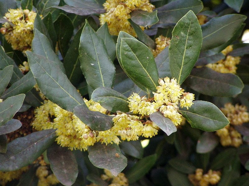 Flowers and Buds on a Laurel Bush in Spring Stock Image - Image of green,  closeup: 115731689