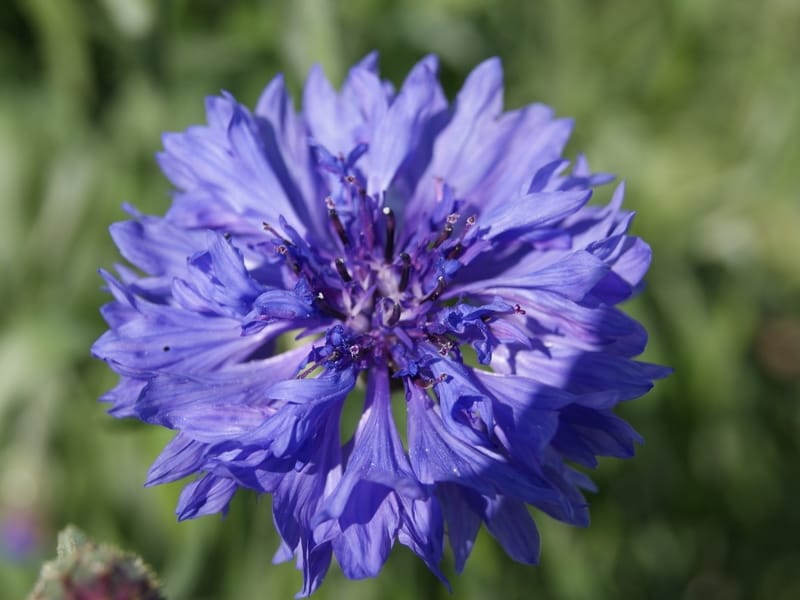 Flowers blue cornflower centaurea Royalty Free Vector Image