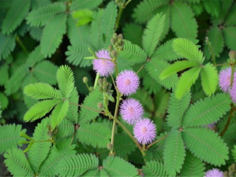 Flowers of Mimosa Pudica. The plant and leaves are seen. Sensitive Plant or  Touch-me-not plant Stock Photo - Alamy