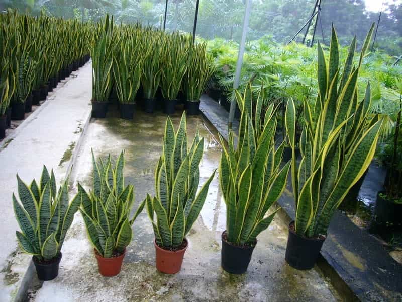 Foliera 8.25-inch Sansevieria Laurentii Snake Plant - The Home Depot Canada