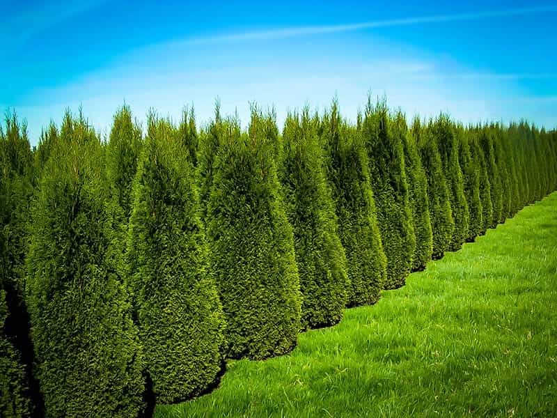 Forever Goldy Arborvitae - Shop with PlantsbyMail.com