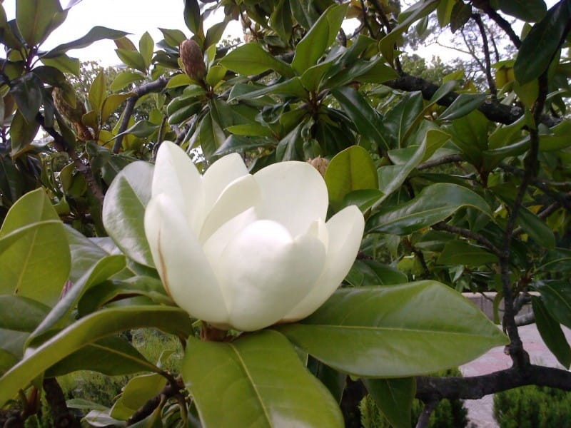 For the Love of Magnolias - Flower Magazine