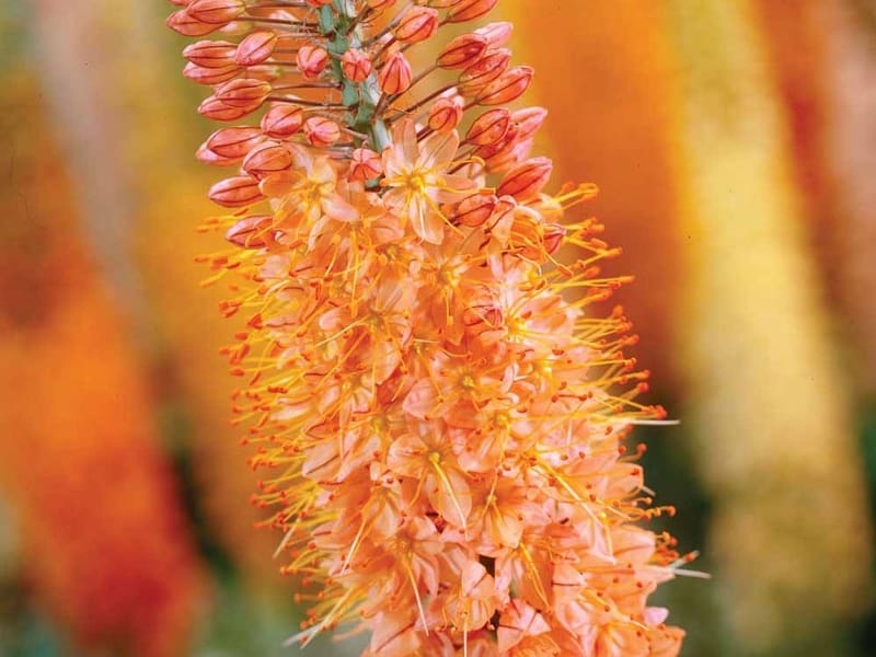 Foxtail Lily Yellow Flower, Eremurus Robustus Close Up Stock Photo - Image  of native, blooming: 105079654