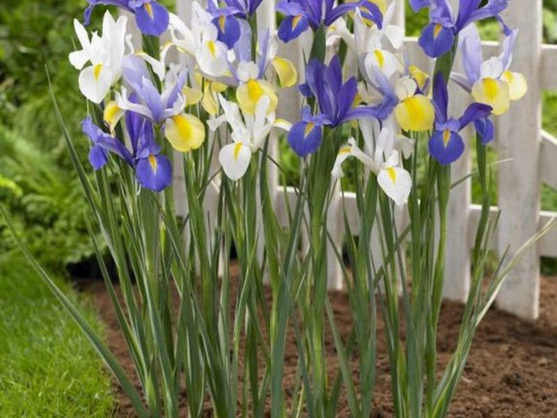 Fragrant Dutch Iris Bulbs For Sale Online - Blue Diamond – Easy To Grow  Bulbs