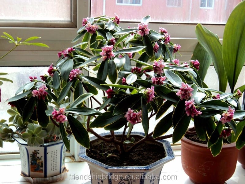 Fragrant Winter Daphne flowers (Daphne odora) - Wonderfully … - Flickr