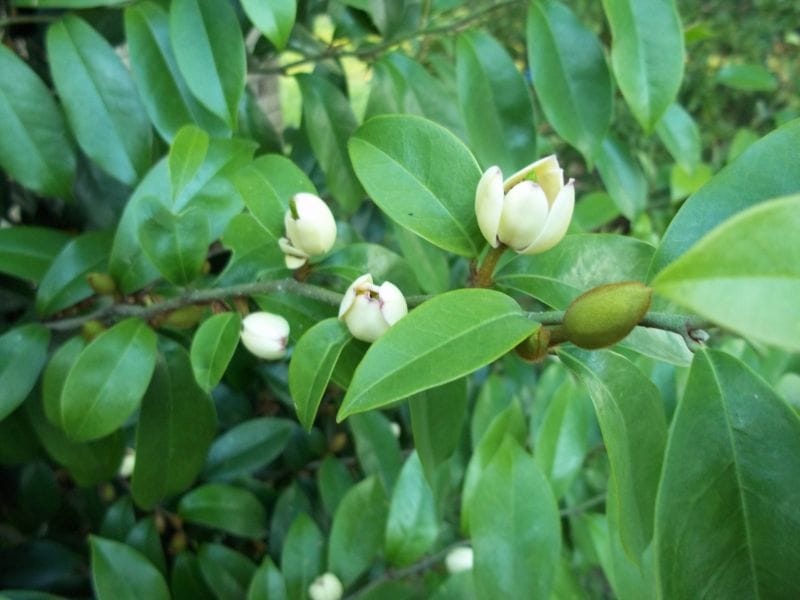 Free photo: Banana Shrub - Banana, Fruit, Leave - Free Download - Jooinn