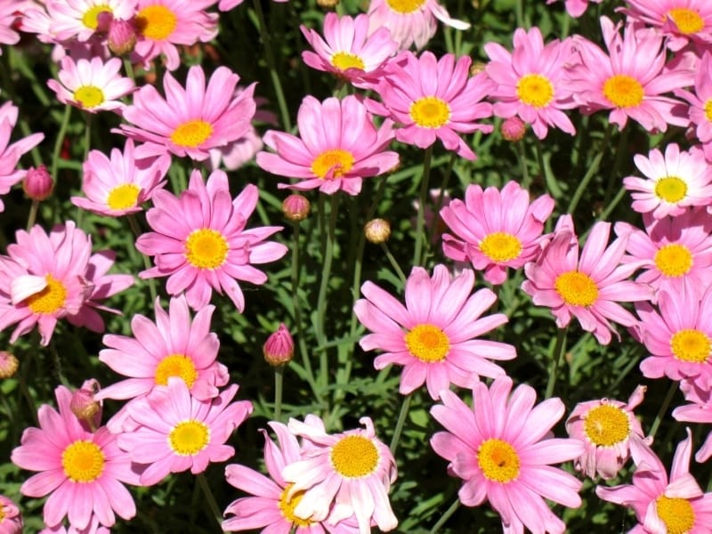 Free photo: Daisy flower - Beautiful, Close-up, Closeup - Free Download -  Jooinn