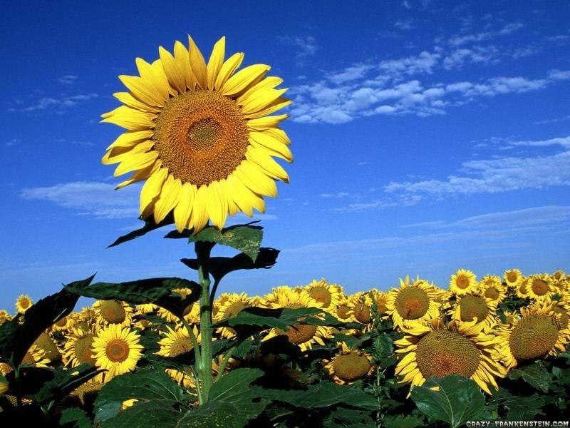 Free photo: Sun flower - Color, Flower, Little - Free Download - Jooinn