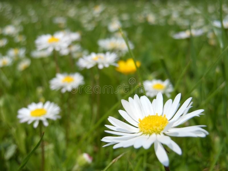 Free photo: White Daisy Flower - Bloom, Blossom, Daisies - Free Download -  Jooinn