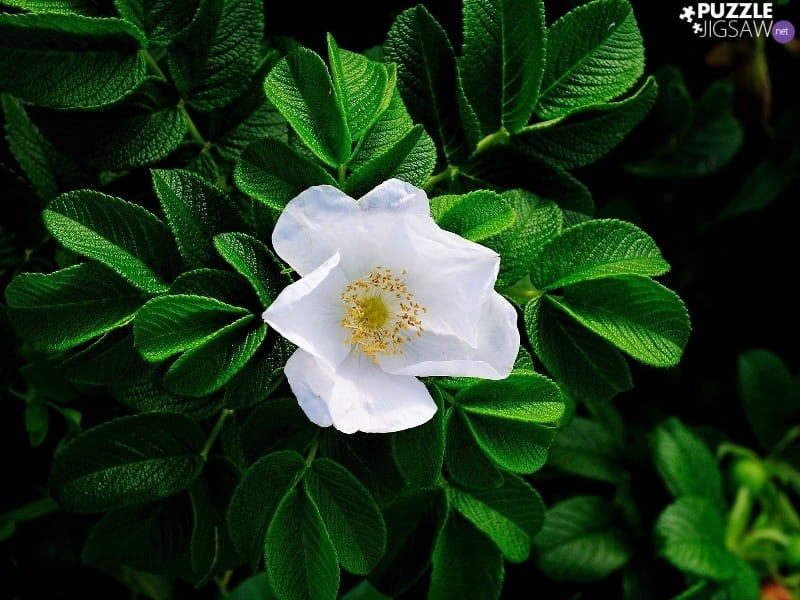 Free photo: White Flowers - Art, White background, White - Free Download -  Jooinn