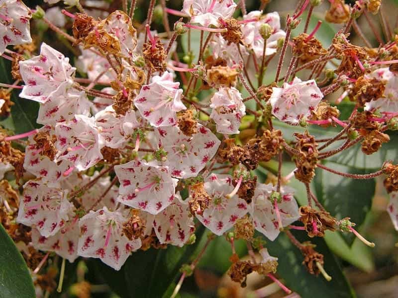 Free picture: white, mountain, Laurel, flowers, blooms