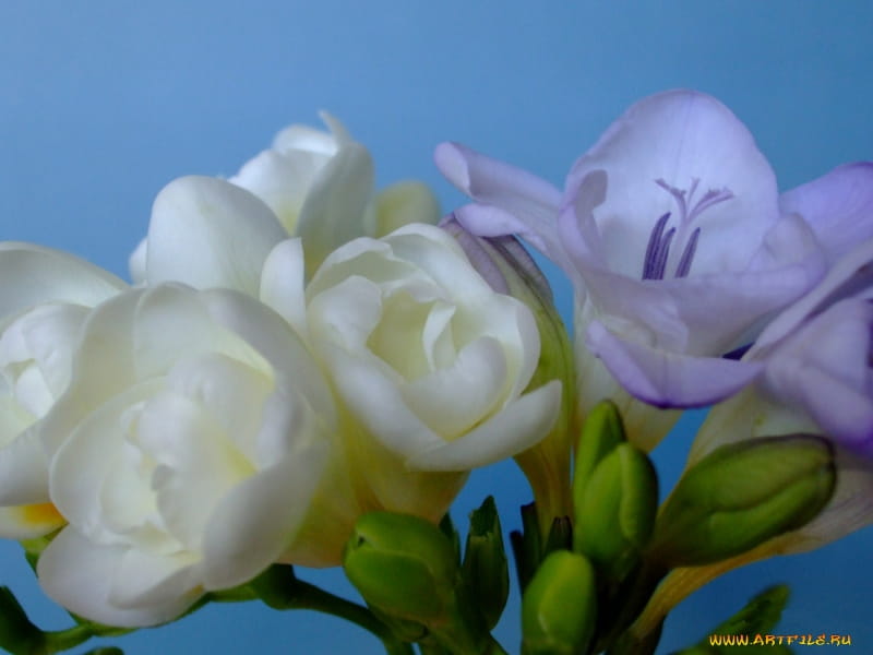 Freesia Flower Bulbs – Maximumplants