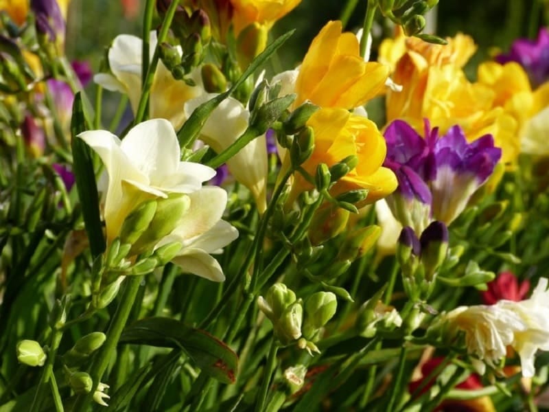 Freesia Flowers On Black Surface by Chris Collins