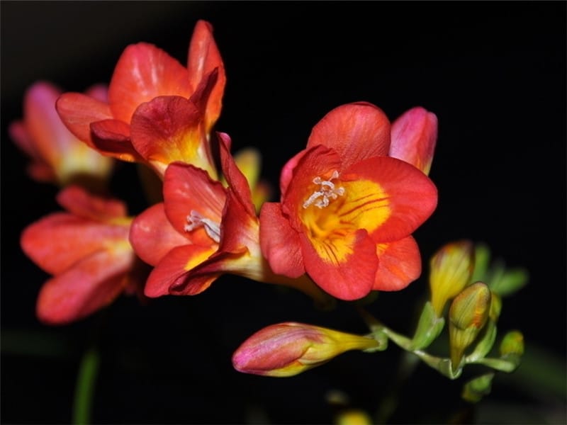 Freesia Guide: 19 Best Freesia Flowers  How to Grow Them