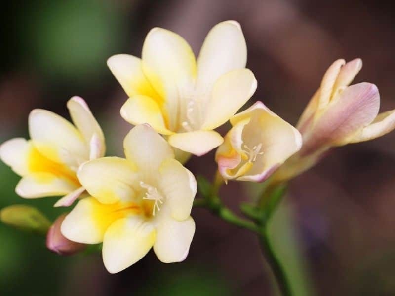 Freesia scent - BLOOM