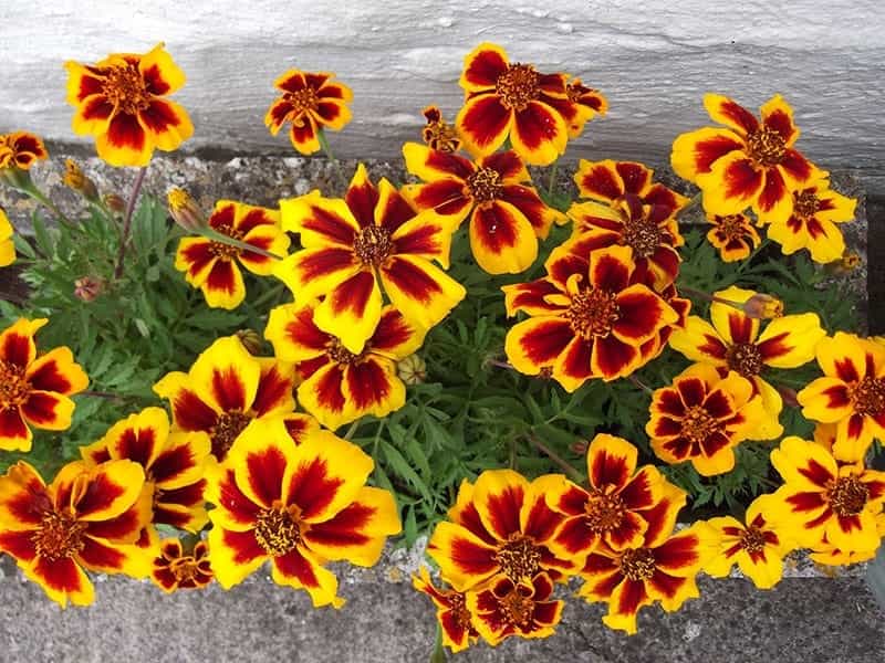 French Marigold Bonanza Mixed - Tray of 350 Plug Plants - Brookside Nursery