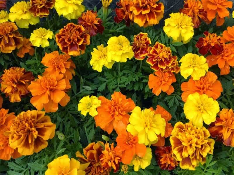French Marigold Flower Or Tagetes Patula Stock Photo, Picture And Royalty  Free Image. Image 148987325.