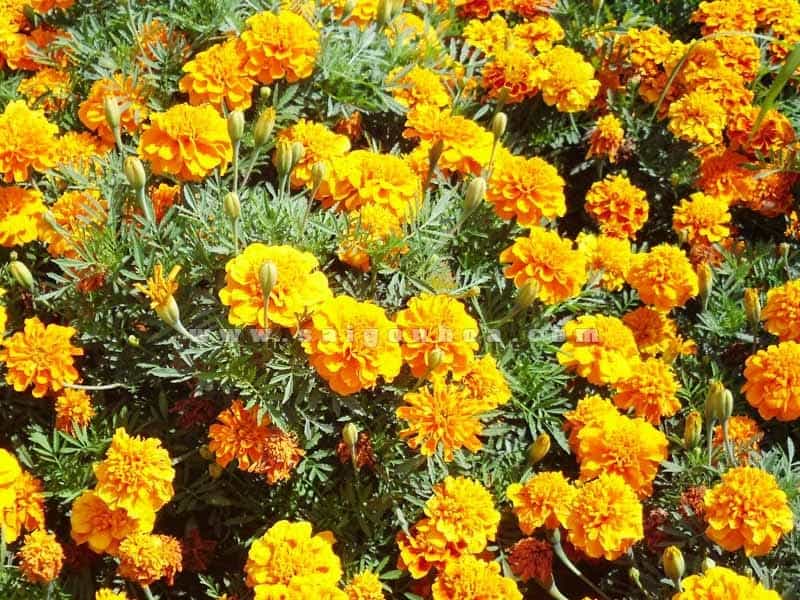 French Marigold: Small Flowered - 100 Organic Seeds – Seeds Ireland