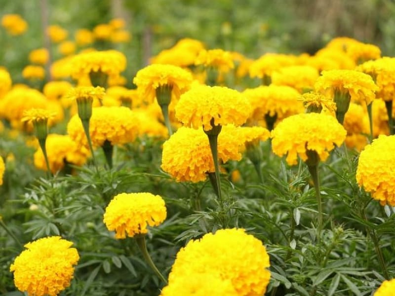 French Marigolds Aren't French (and Other Facts About Tagetes Patula) -  Dengarden