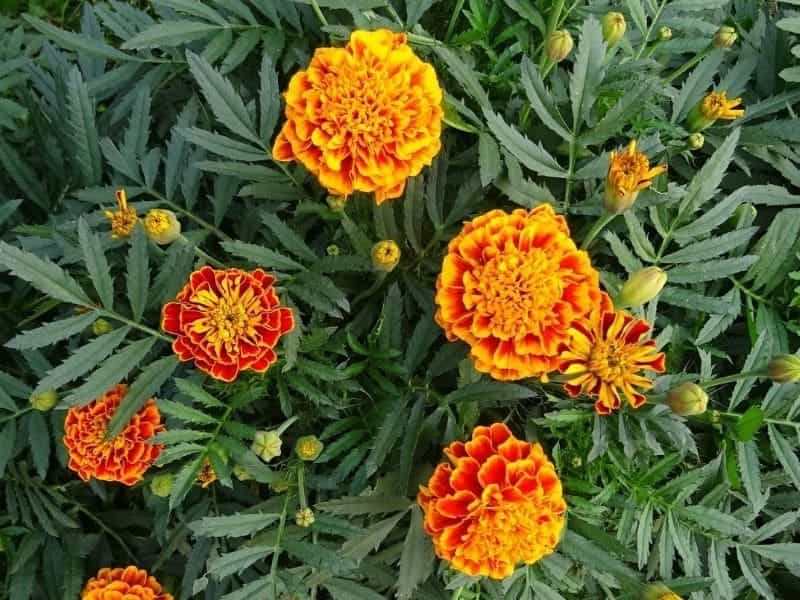 French marigold - planting and advice on caring for it