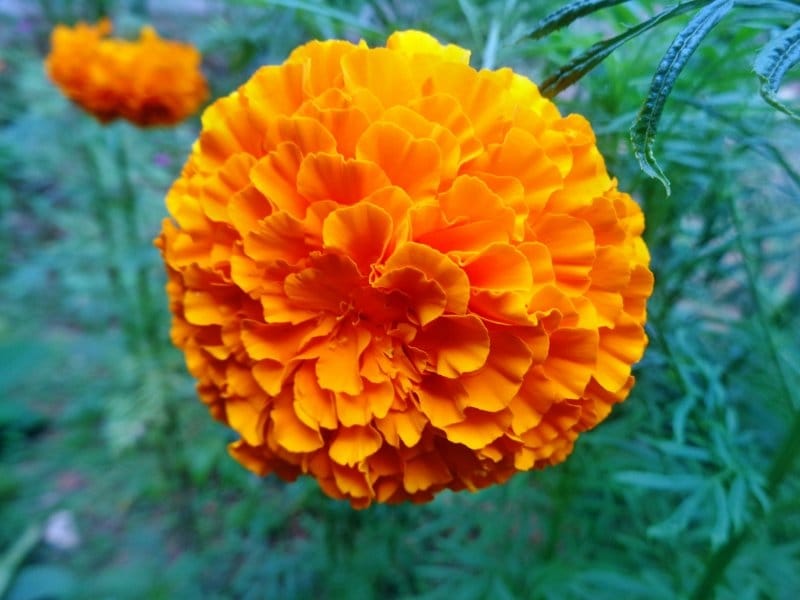 French marigold Safari Red seeds available seedsnpots.com
