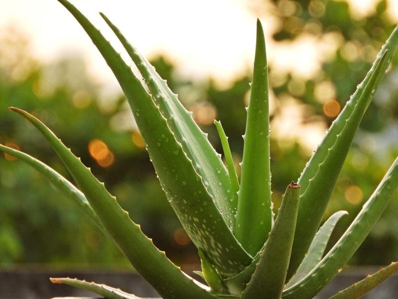 Fresh Aloe Vera Plant in Surulere - Garden, Natural Health Quarters -  Jiji.ng